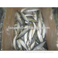 fresh nutrient mackerel